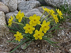 Rock Narcissus - Narcissus rupicola © John Muddeman